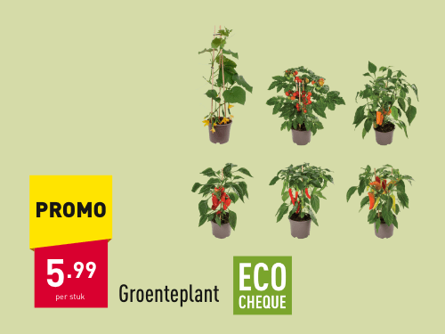 Groenteplant