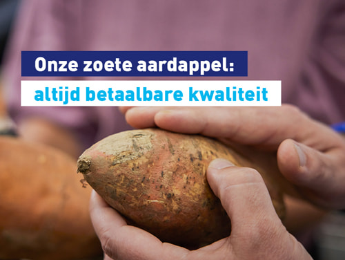 Onze zoete aardappel: altijd betaalbare kwaliteit